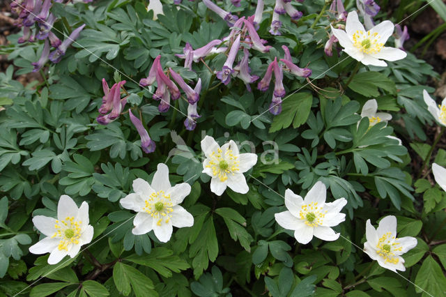 Bosanemoon (Anemone nemorosa)