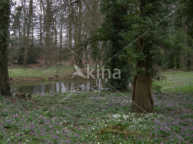 Wood Anemone (Anemone nemorosa)