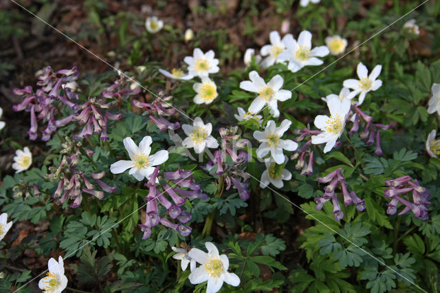 Bosanemoon (Anemone nemorosa)