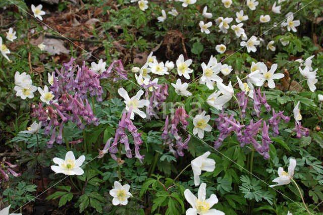 Bosanemoon (Anemone nemorosa)