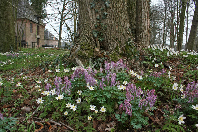 Bosanemoon (Anemone nemorosa)