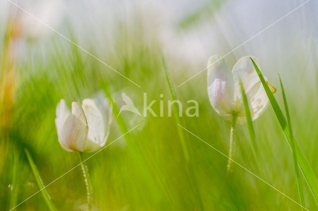 Wood Anemone (Anemone nemorosa)