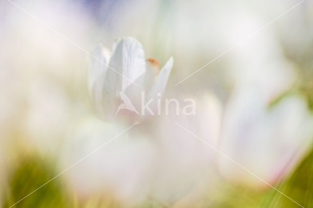 Wood Anemone (Anemone nemorosa)