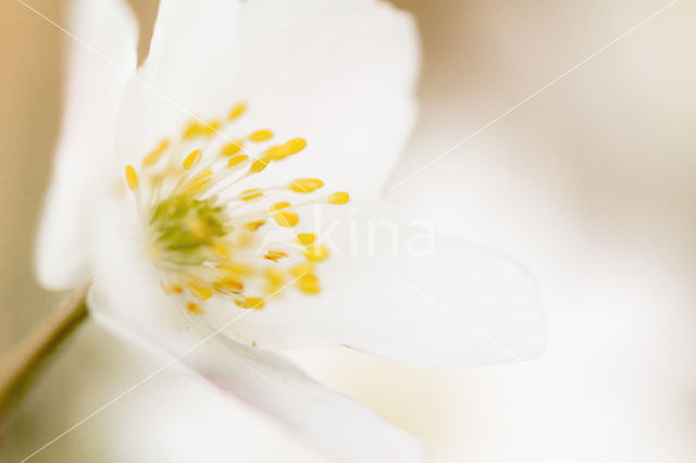 Wood Anemone (Anemone nemorosa)