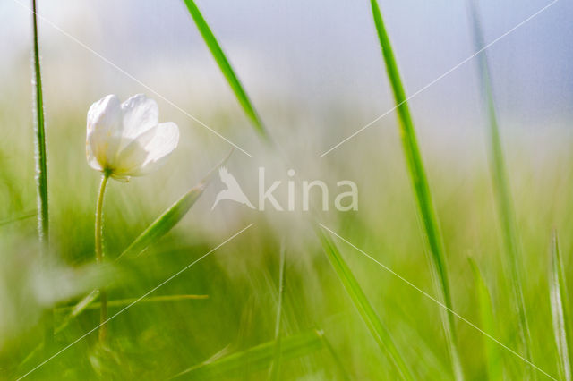 Bosanemoon (Anemone nemorosa)