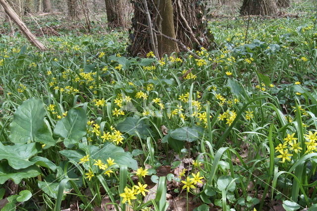 Yellow Star-of-Bethlehem (Gagea lutea)