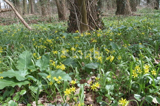 Yellow Star-of-Bethlehem (Gagea lutea)