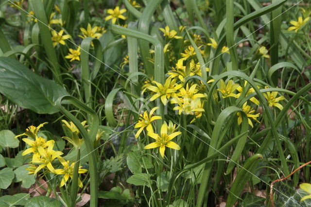 Yellow Star-of-Bethlehem (Gagea lutea)