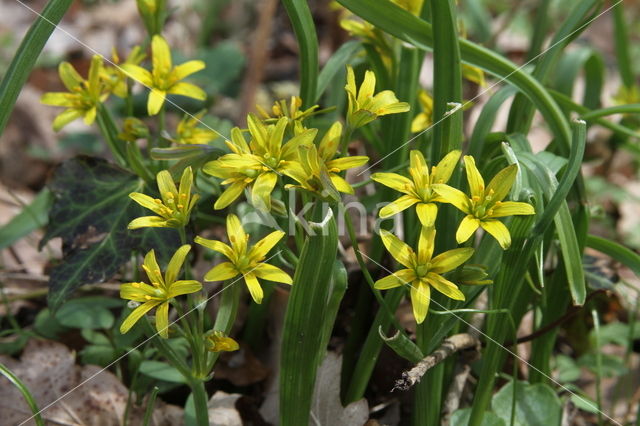 Yellow Star-of-Bethlehem (Gagea lutea)