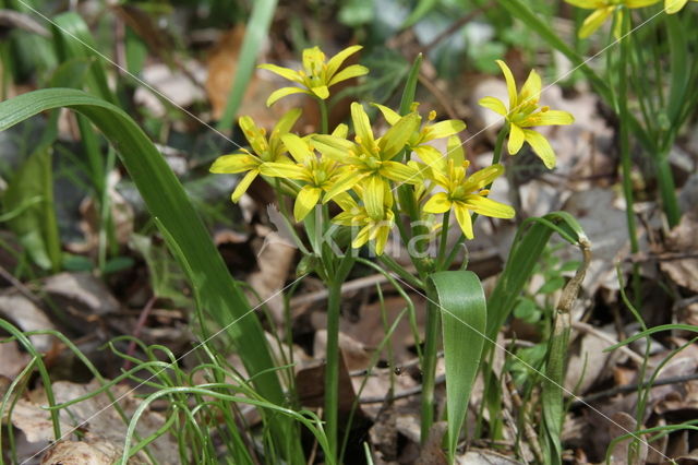 Bosgeelster (Gagea lutea)
