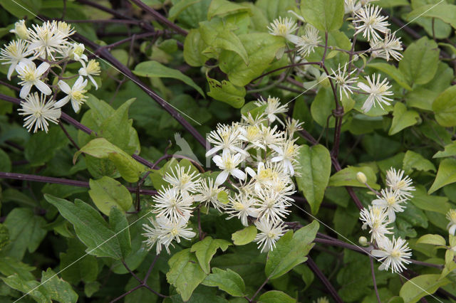 Bosrank (Clematis vitalba)