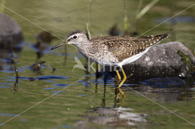 Bosruiter (Tringa glareola)