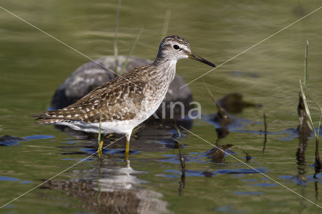 Wood Sandpiper (Tringa glareola)