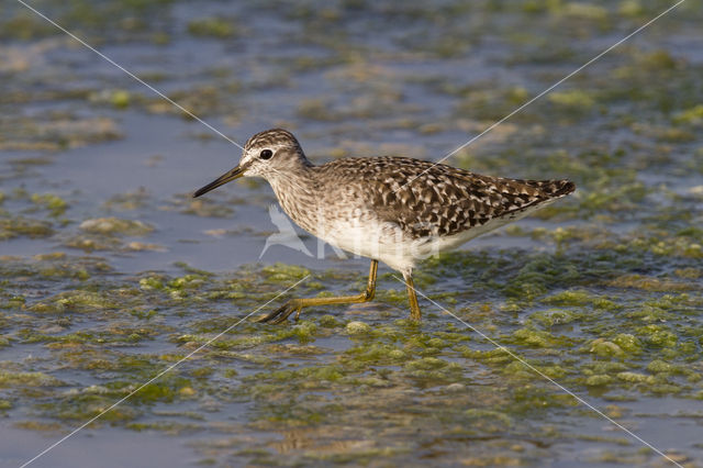 Wood Sandpiper (Tringa glareola)