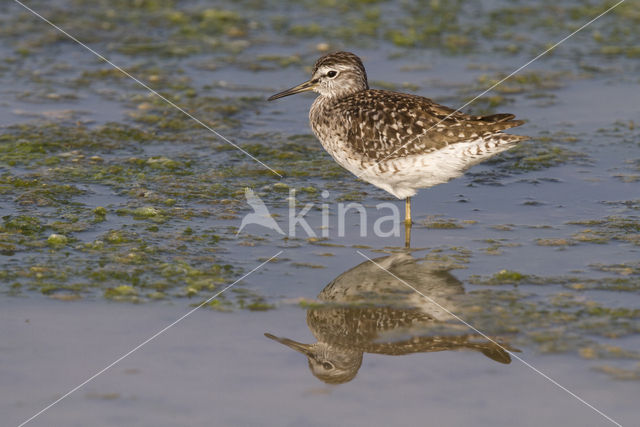 Wood Sandpiper (Tringa glareola)