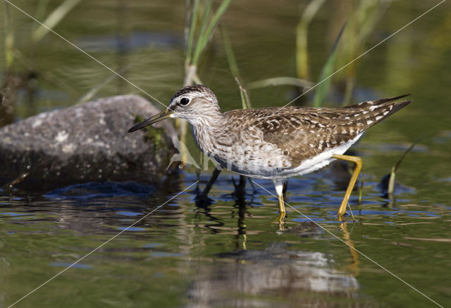 Bosruiter (Tringa glareola)