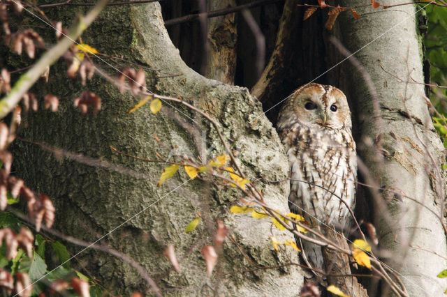 Tawny Owl (Strix aluco)