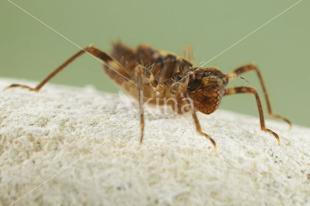 Bronslibel (Oxygastra curtisii)