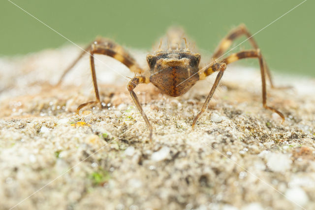 Bronslibel (Oxygastra curtisii)