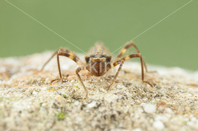 Bronslibel (Oxygastra curtisii)