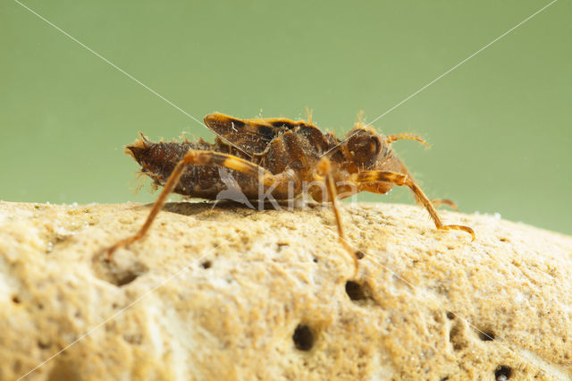 Bronslibel (Oxygastra curtisii)