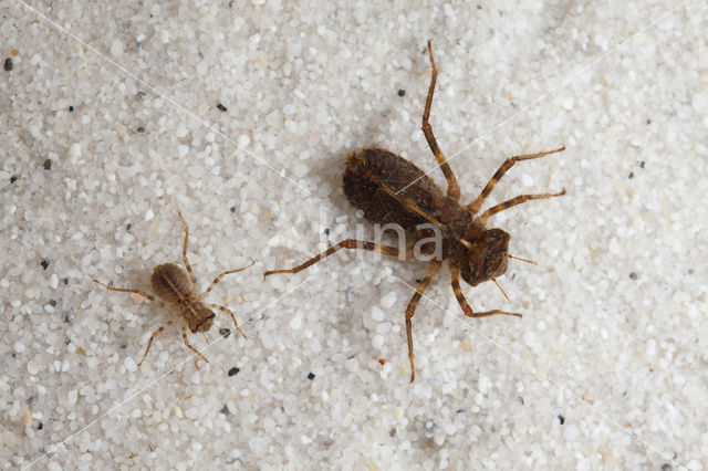 Bronslibel (Oxygastra curtisii)