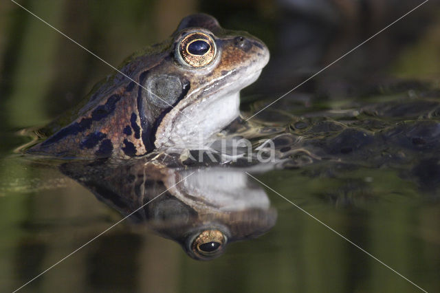 Bruine kikker (Rana temporaria)