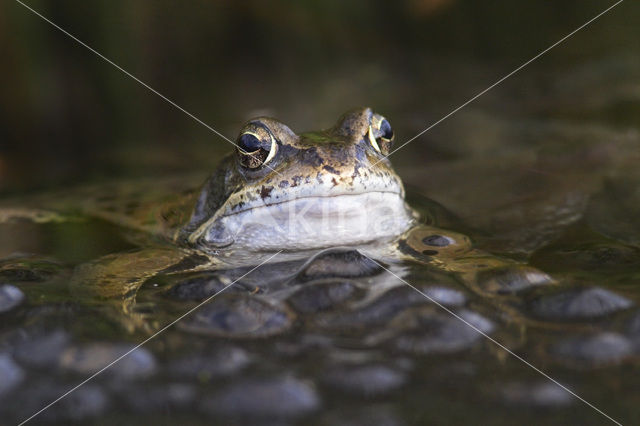 Bruine kikker (Rana temporaria)