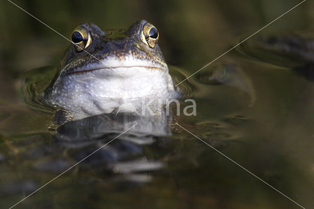 Bruine kikker (Rana temporaria)