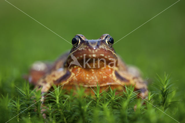Common Frog (Rana temporaria)