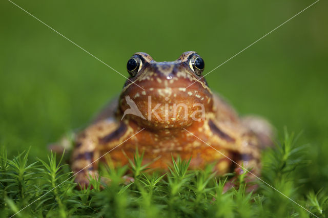 Common Frog (Rana temporaria)