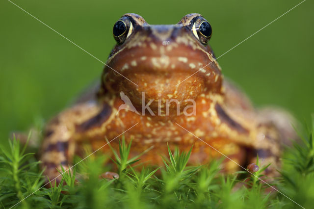 Bruine kikker (Rana temporaria)