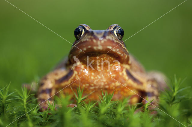 Common Frog (Rana temporaria)