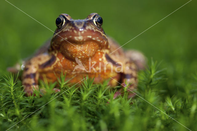 Bruine kikker (Rana temporaria)