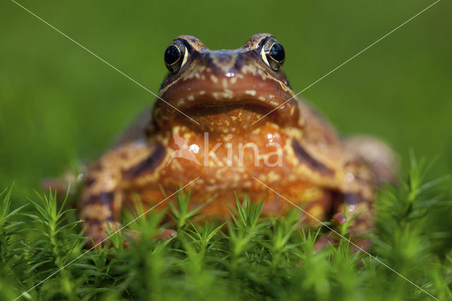 Common Frog (Rana temporaria)