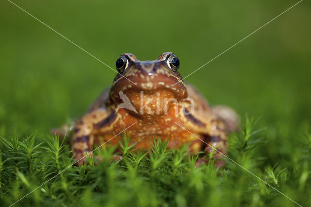 Bruine kikker (Rana temporaria)