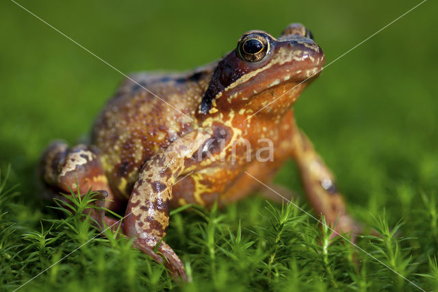 Bruine kikker (Rana temporaria)