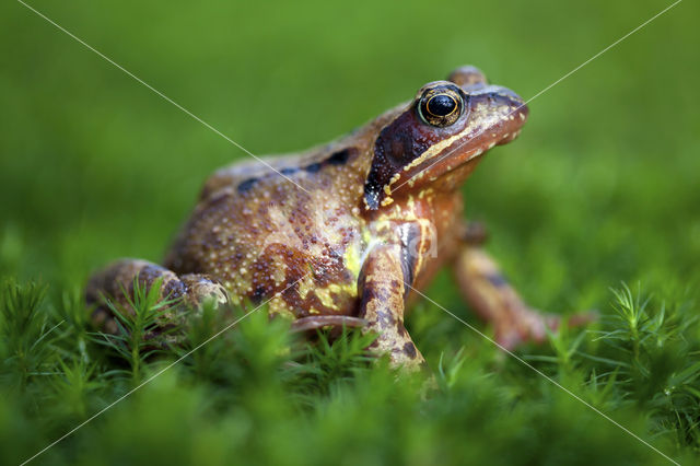 Bruine kikker (Rana temporaria)