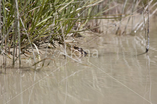 Common Frog (Rana temporaria)