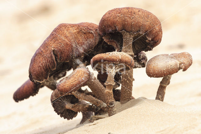 Bundelzwam spec. (Pholiota spec.)