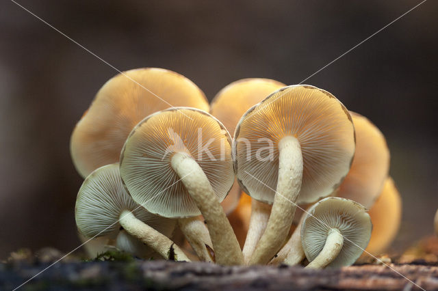 Bundelzwam spec. (Pholiota spec.)