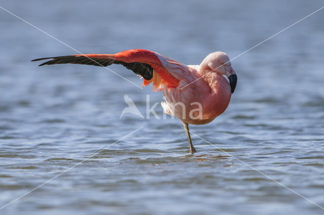 Chileense Flamingo (Phoenicopterus chilensis)