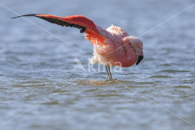 Chilian Flamingo (Phoenicopterus chilensis)