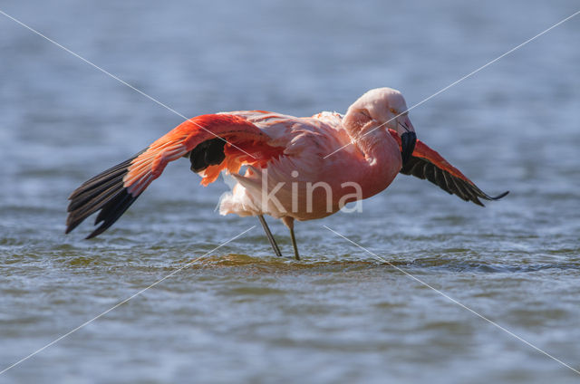 Chilian Flamingo (Phoenicopterus chilensis)