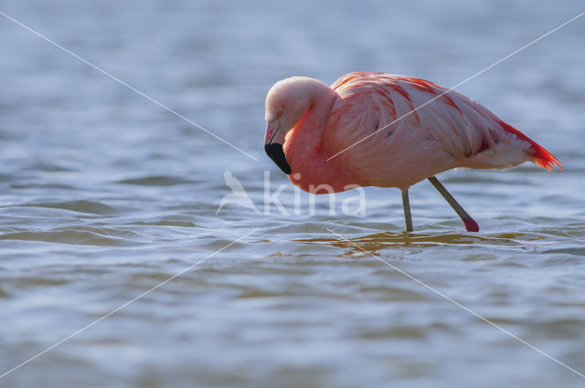 Chileense Flamingo (Phoenicopterus chilensis)