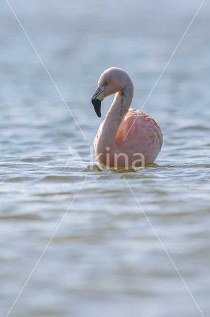 Chileense Flamingo (Phoenicopterus chilensis)