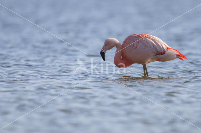 Chilian Flamingo (Phoenicopterus chilensis)