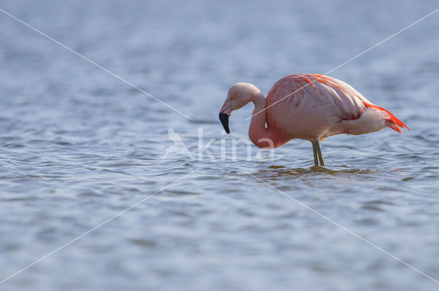 Chileense Flamingo (Phoenicopterus chilensis)