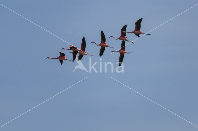 Chileense Flamingo (Phoenicopterus chilensis)