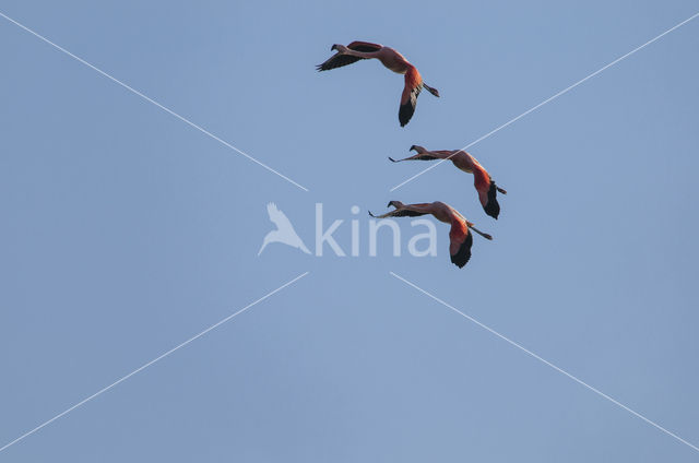 Chileense Flamingo (Phoenicopterus chilensis)